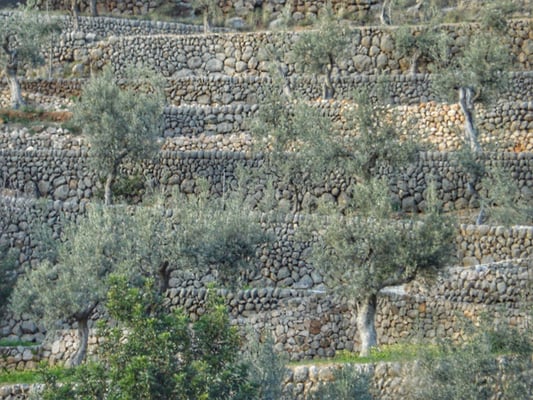 Olivenbaum Terrassen