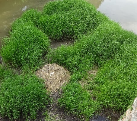 verlassene Schwaneier