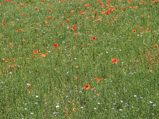 Sesam mit Mohn- und Kornblumen