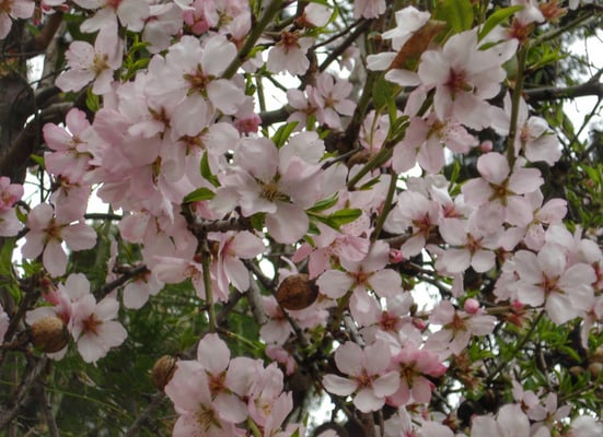 Mndelbäume bei Banyalbufar