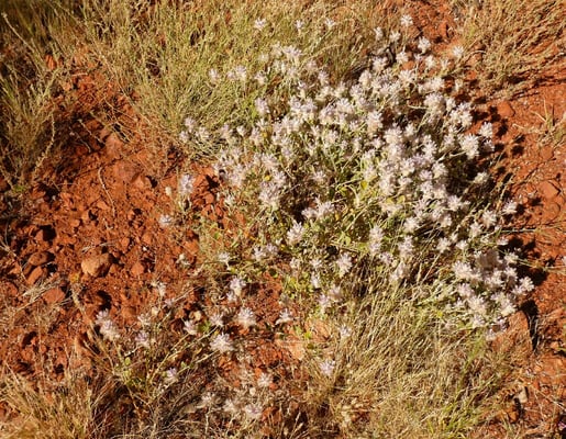 Und es blüht doch was