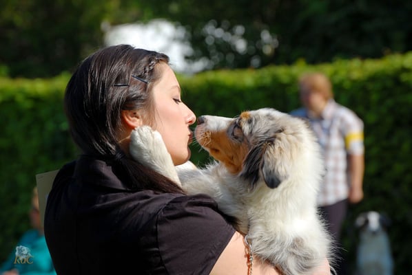 Hundeshow 6-9 Monate