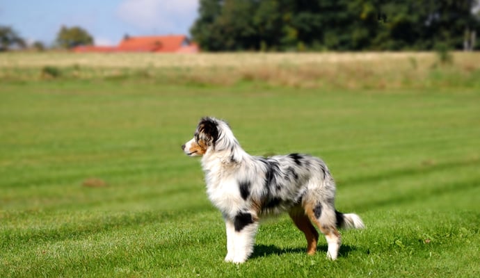 Hübsche mini Hündin