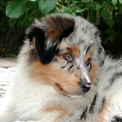 Australian Shepherd Rüde Blue Merle 