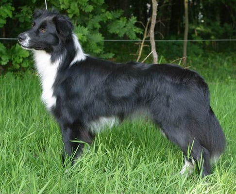 Aussie Hündin Black Rosebud of Crana