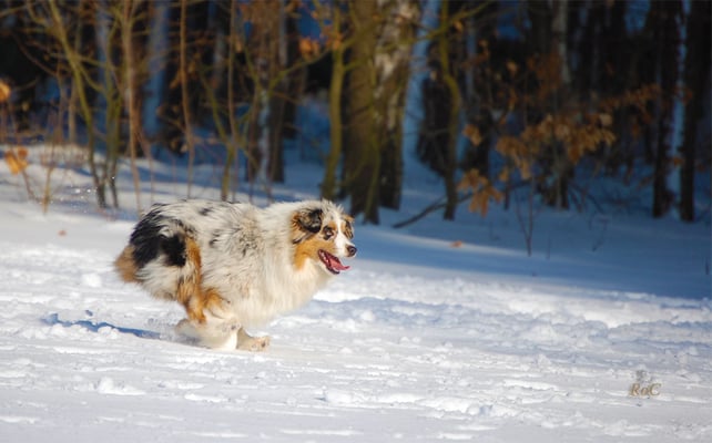 mini Aussie im Schnee