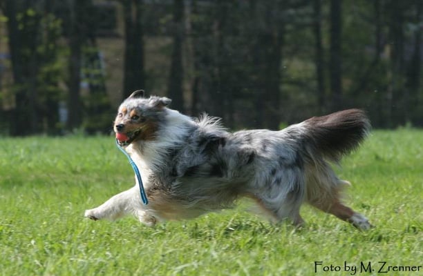 Blue merle Rüde Rosebud of Crana Aussie