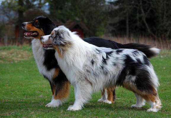 Mini Australian Shepherd und Standard Aussie