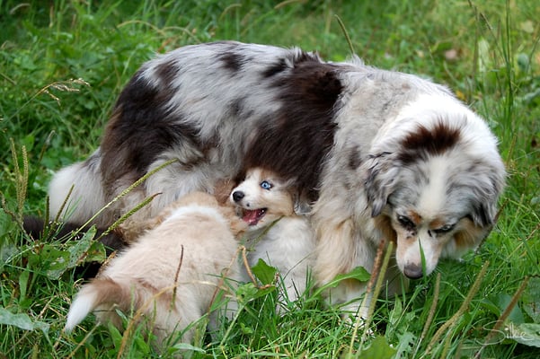 Australian Shepherd Mini Hündin mit Welpen