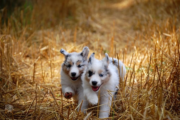 Aussie Welpen in Aktion