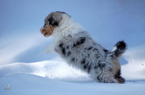 süße Aussie Hündin 6 Wochen
