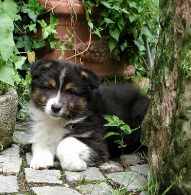 Australian Shepherd Baby