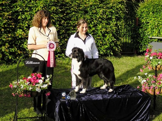 Australian Shepherd Hündin Black Bi Show 