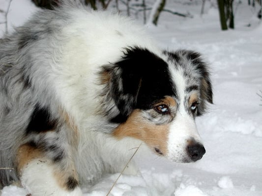 Aussie Hündin Blue Merle