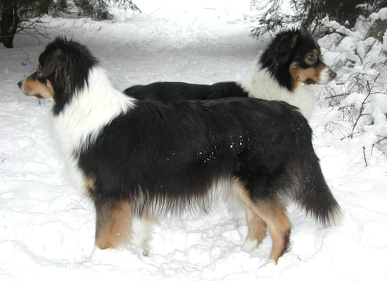 Australian Shepherds Rosebud of Crana 