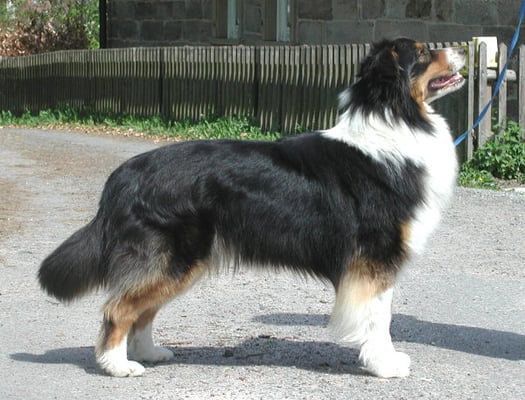 Australian Shepherd Hündin Black Tri