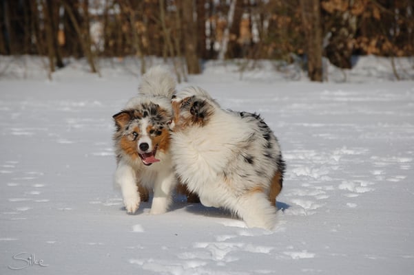 Australian Shepherds
