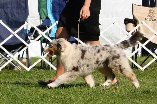 hundeshow Klasse 6-9 Monate