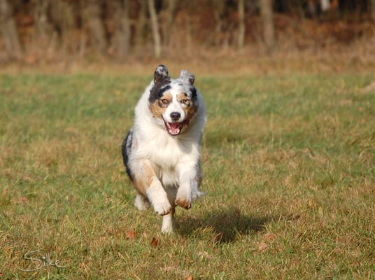 Australian Shepherd