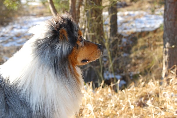 Australian Shepherd Merle