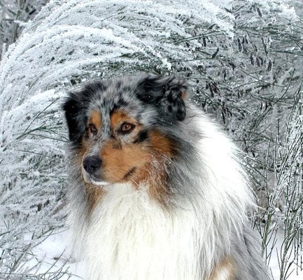 Australian Shepherd Rüde Richy