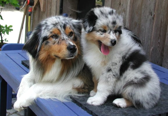 Rosebud of Crana Aussies