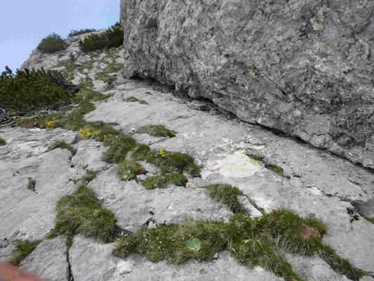 Trisselwand Hoferweg Bergführer