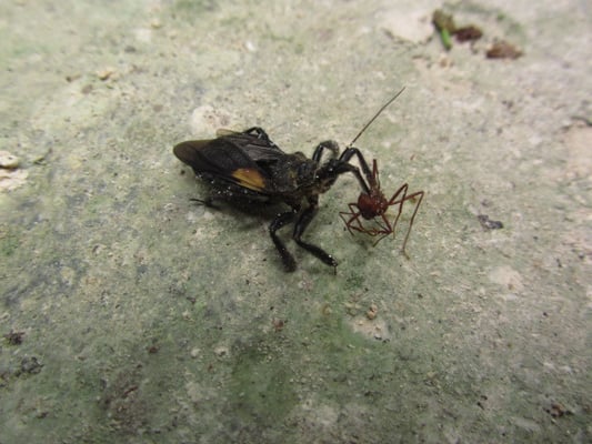 Kampf der Urwaldgiganten.