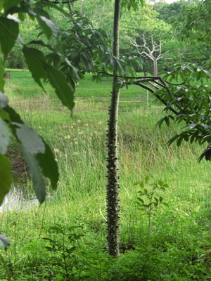 Gefährlich. Der Nationalbaum Ceiba.