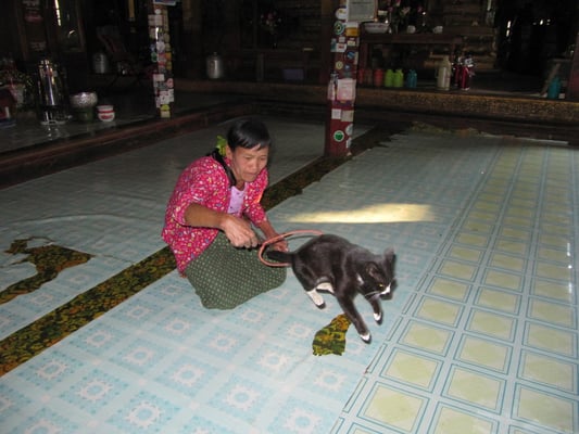 Das "Springende-Katze-Kloster" (Nga Hpe Chaung) macht seinem Namen alle Ehre. Leider ist diese Ehre eher peinlicher Natur. Touristen warten bis dickgefütterte Katzen alle paar Minuten mehr durch Reifen geschoben werden.
