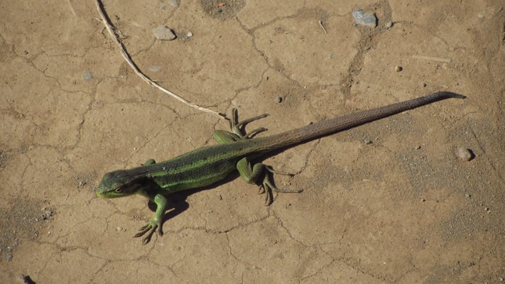 Eine Echse. Hoffentlich gefährlich.
