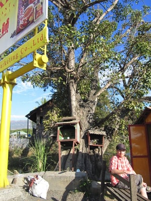 Dieses Foto zeigt mehr als man zunächst denkt. Hypermoderne Werbung, am Baum montierte Buddhaschreine und natürlich Sebastian.