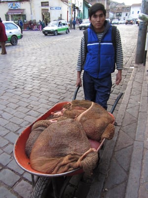 "Soll ich die Kühmägen direkt zum Hotel bringen?"