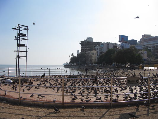 Tauben. (Chowpatty Beach)