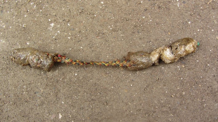 Scheiße eines Hundes, der offensichtlich was gegessen hat was er nicht sollte.