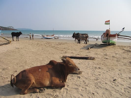 Indische Strandkühe.
