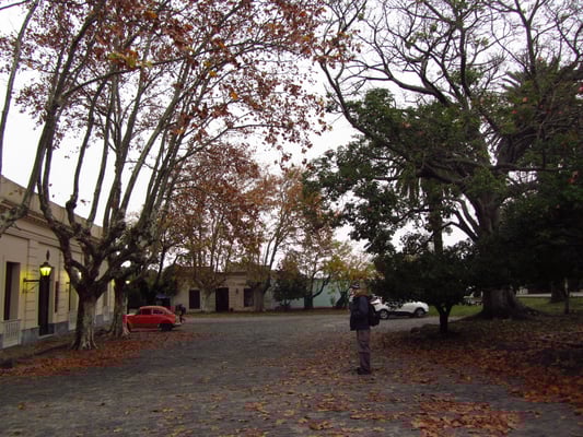 Hordenfern. Kühle Regentage haben auch seine Vorteile.