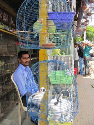 Er hat einen Vogel, und einen Hasen auch.