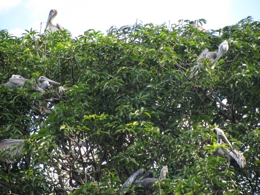 Flugtiergruppe 4 ist auch unter dem exotischen Namen Pelikan bekannt.