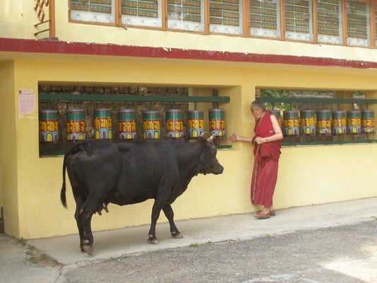 Gebetsmühlendreher trifft heilige Kuh.