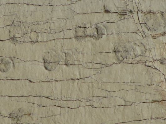 Vier bis sechs Meter grosse Raubsaurier dürften ihnen nachgestellt haben.