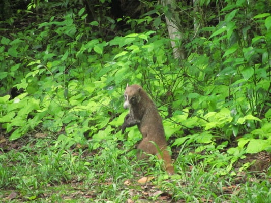 Ein weiteres sehr witziges Tierchen. Sein Name ist Nasenbär.