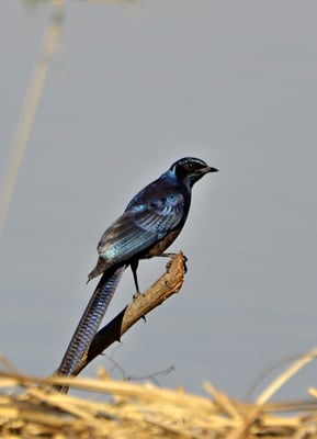 Viele wunderschöne Vögel gibt es zu entdecken und ...
