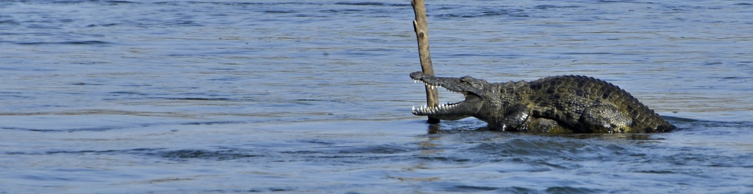 ... auch dieses Krokodil ist keine 100 Meter von unserem Zelt entfernt.