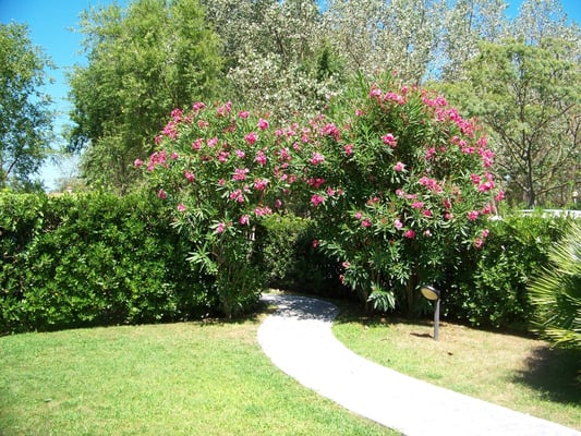 Vorgarten - Albarella Ferienhaus