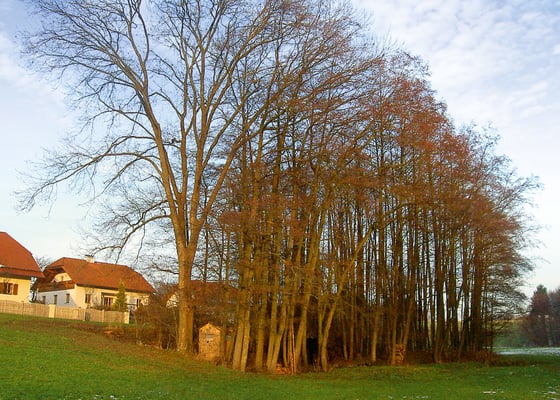 Wichtige Elemente bleiben erhalten (z.B. Bäume, Steine, ... )