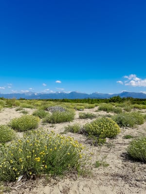 Dialogo di colori fra le dune fiorite e le Apuane sullo sfondo
