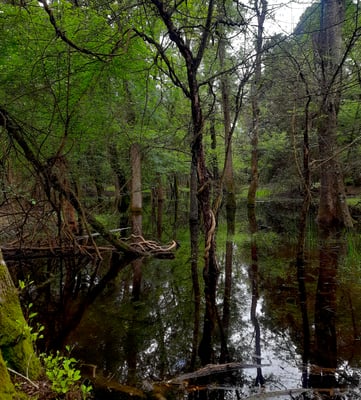 Le zone umide della Macchia
