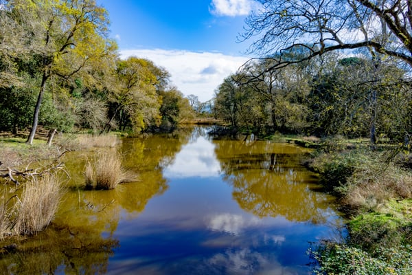 L'ambiente palustre di fiume Morto Vecchio