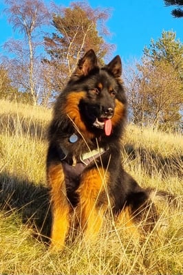 Angaben: HD B, ED 0, LTV 0, DM, N/DM